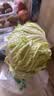 有机大白菜1.2kg 实拍图