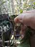 劉閣蘭花米竹红观音竹苔玉球苔藓球水培竹子室内植物盆栽桌面盆景客厅绿植 桌案推荐】红杆观音竹3年老桩苗苔藓球送底座 实拍图