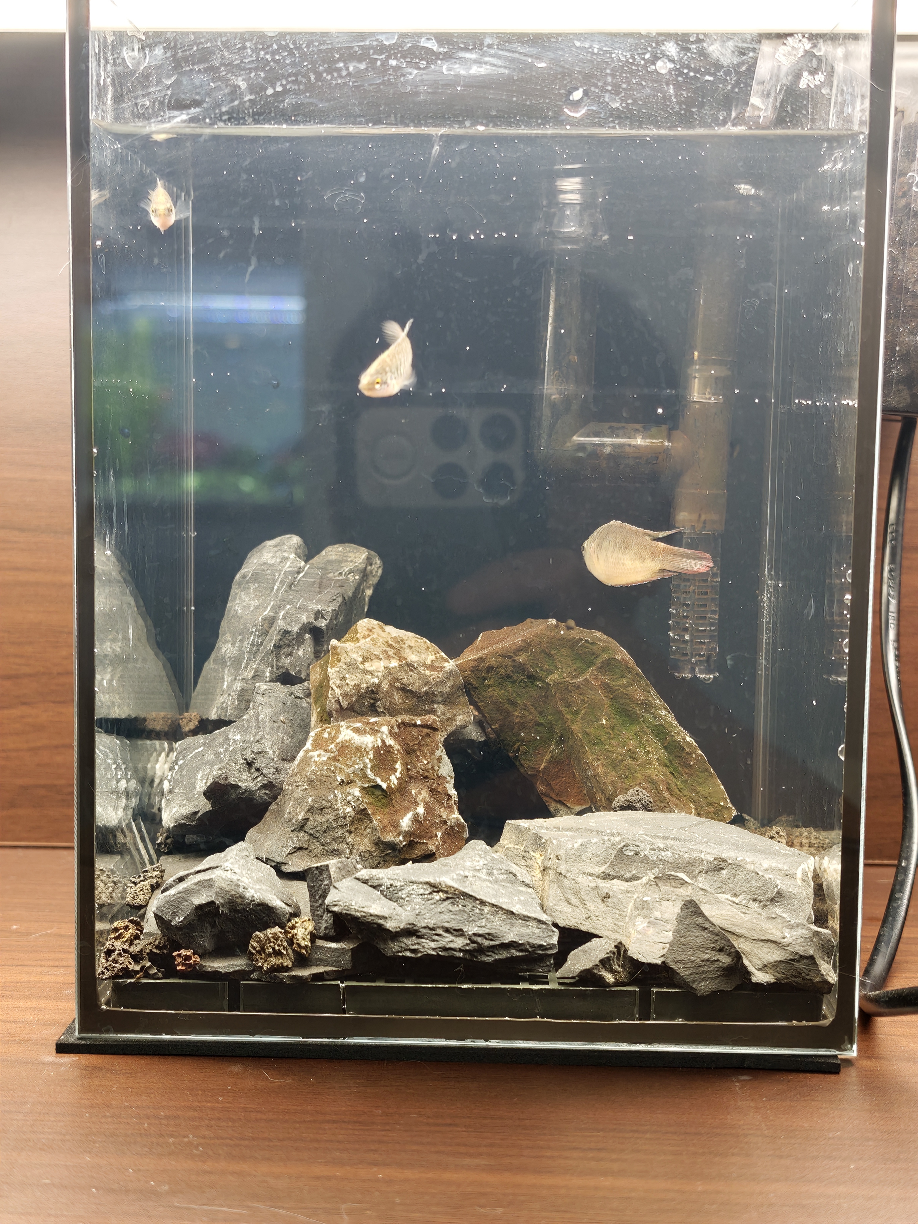 金晶超白玻璃桌面鱼缸小型家用办公室生态懒人全套造景小缸水草缸 裸缸+防滑垫 15*15*20 实拍图
