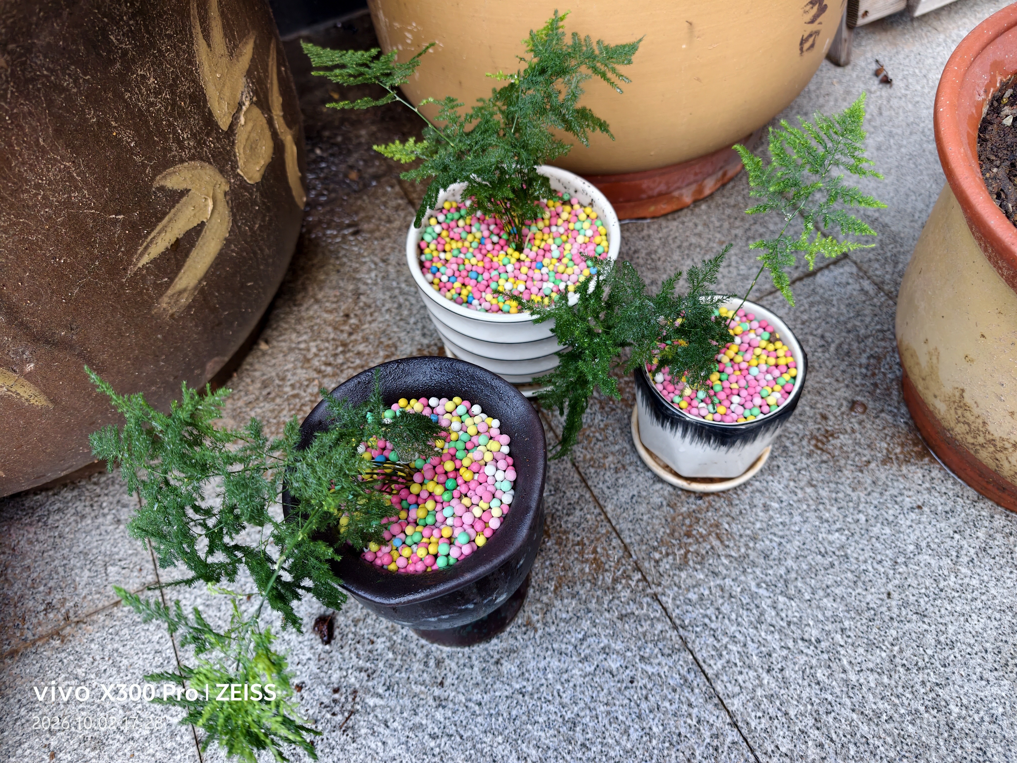 文竹盆栽绿植花卉盆景植物室内客厅水培文松云竹文竹大苗四季常青 小文竹【3棵性价比高】原土球发货 高度15-25cm 实拍图