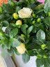 花翁栀子花盆栽四季开花卉大全树苗室内绿植好养易活茉莉花源头直发 实拍图
