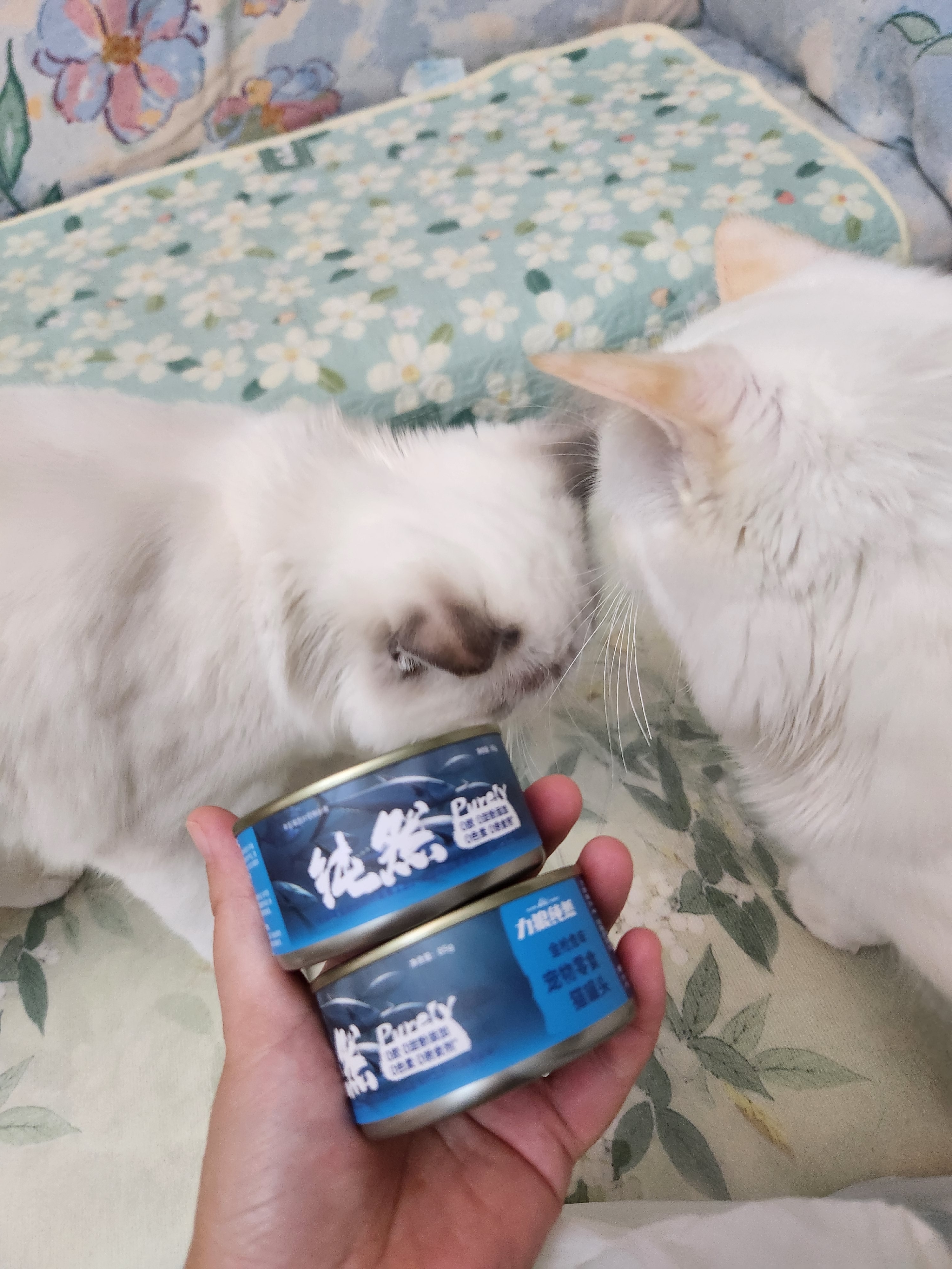 力狼猫罐头补水汤罐猫咪汤包幼猫成猫零食宠物食品猫湿粮 【7罐】金枪鱼味补水罐85g 实拍图