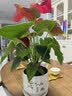 叹为观止18种吊兰任你选金边吊兰各种盆栽花卉客厅垂吊桌面植物净化空气 特级红掌【陶瓷盆】 含盆 实拍图