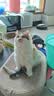 网易严选全价鲜鸡肉猫粮J40 生骨肉无谷主食冻干 成幼猫草本植萃 1.5kg*4 实拍图