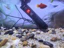 森森（SUNSUN）鱼缸加热棒自动恒温水族箱防爆加热器鱼缸水族用品 三代升级50W 急速加热 适合25L水以下 实拍图