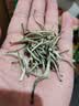 七春白茶特级 白毫银针 散装50g口粮茶叶品鉴正宗产地云南古树冷泡茶 实拍图