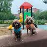 疯狂小狗狗粮小型犬幼犬成犬比熊柯基泰迪肉粒双拼粮去泪痕5kg10斤 实拍图