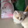 皇家猫粮 幼猫猫粮 幼猫奶糕 K36 通用粮 4-12月 2KG 实拍图