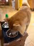 力狼狗粮 全价成犬粮 博美泰迪金毛阿拉斯加边牧大中小犬型粮 【53%肉含量-护胃健骨】鲜鸭肉梨4斤 实拍图
