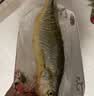 三都港 冷冻黄花鱼700g/2条装 大黄鱼深海鱼 生鲜鱼类 海鲜水产中秋礼品 实拍图
