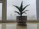 爱优尚芦荟室内盆栽水培办公室桌面耐旱好养绿植除甲醛蛋形盆源头直发 实拍图