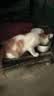 好主人（CARE）金装无谷猫粮通用高肉高蛋白【升级金装80%含肉量】成猫粮2.5kg 实拍图