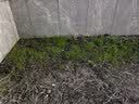 花友秀草坪草子 多年生黑麦草种子 耐寒耐践踏护坡固土易种 500克】 实拍图
