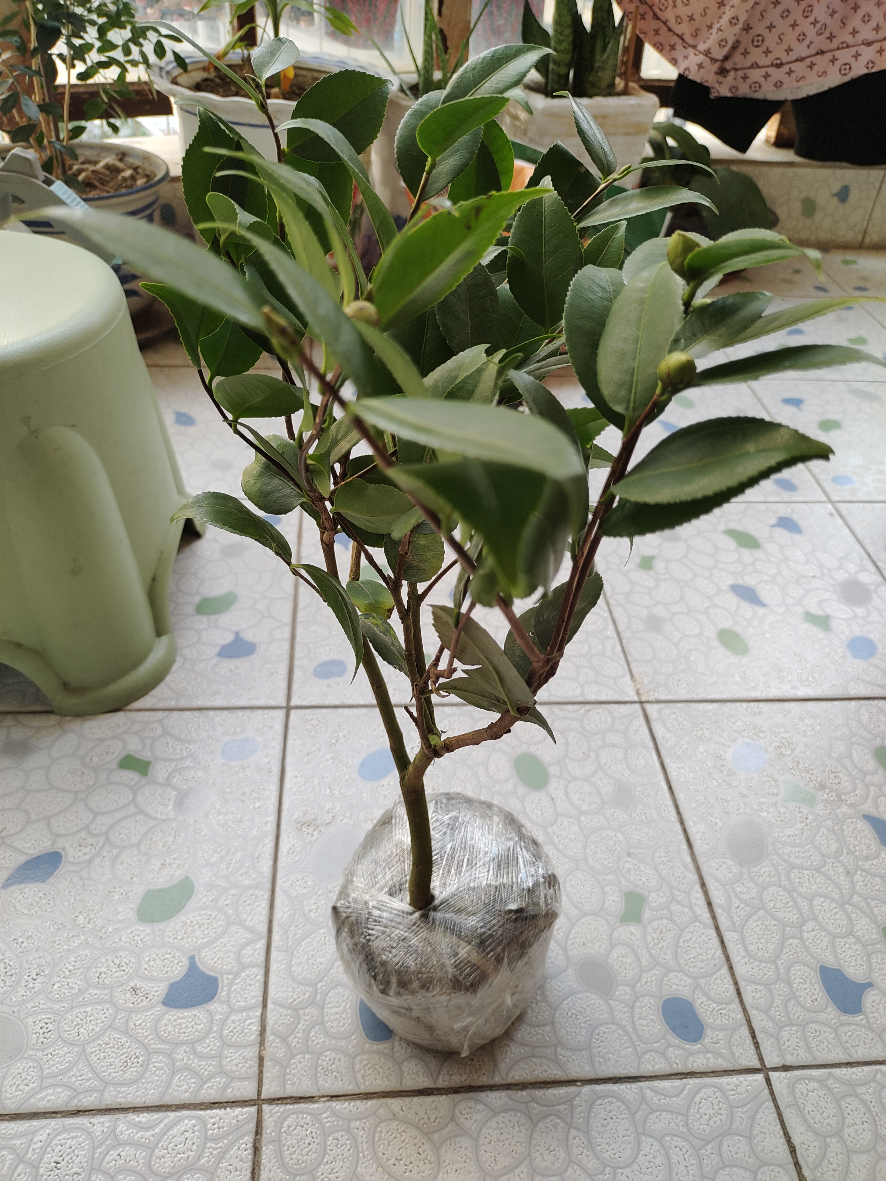 茶花树苗花期带花苞香妃花卉盆栽四季山茶花易活花苗耐寒好养绿植 红色茶花多分支大苗（约40-50cm高）+原土盆 实拍图