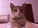 麦富迪猫罐头 成幼猫通用宠物猫零食湿粮三种肉小金罐大肉块鸡肉鲜虾85g 实拍图
