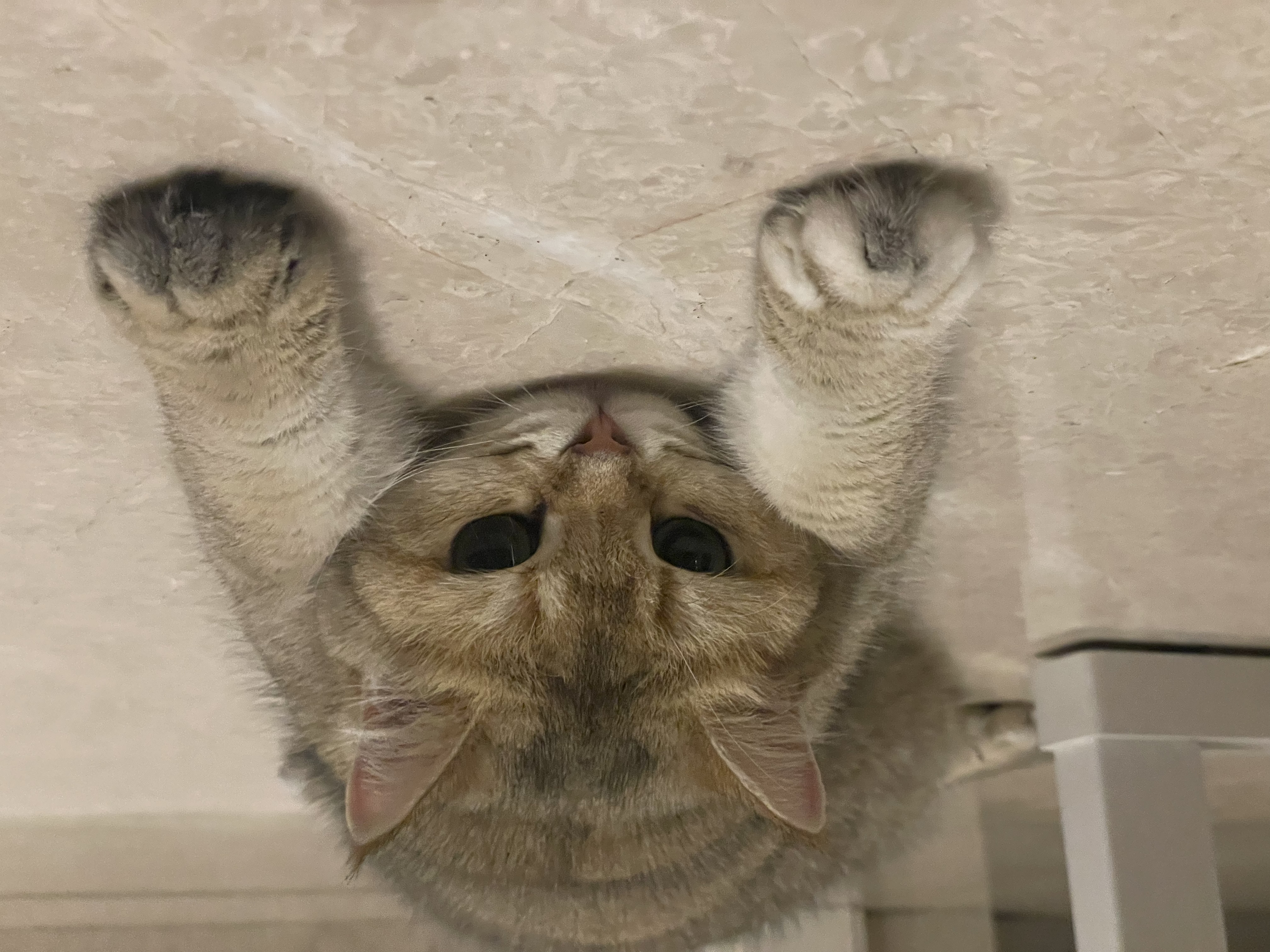 皇家英短成猫粮 BS34 通用粮 12月以上 4.5KG 实拍图
