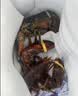 鲜京采 鲜活波士顿龙虾 净重400-500g/只*2只 保活到家源头直发中秋家宴 实拍图