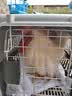 腆宠宠物航空箱小号 猫咪航空箱猫狗 猫包猫笼外出车载猫箱狗狗托运 实拍图