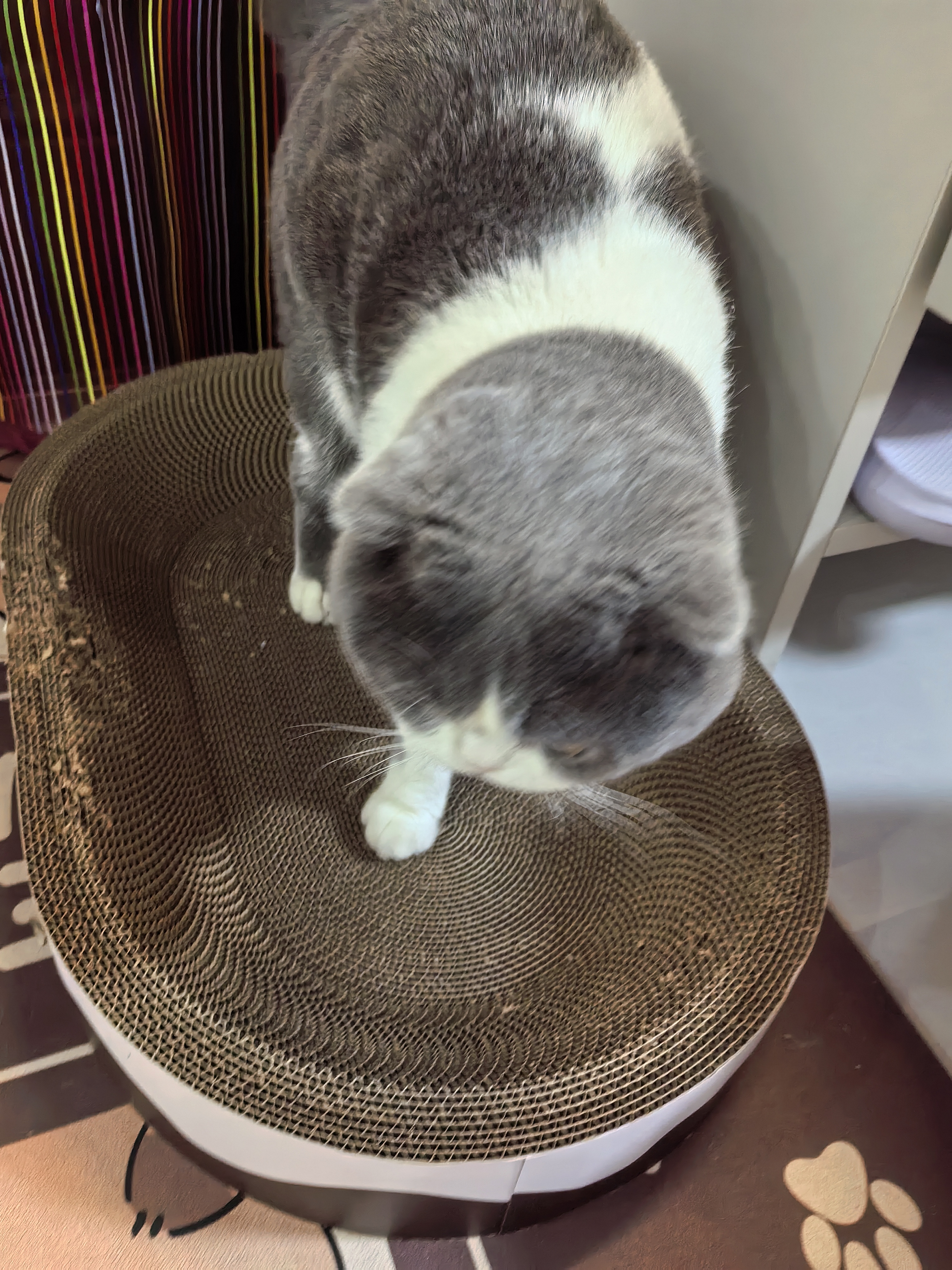 喵丽丝剑麻猫抓板猫窝一体耐磨不易掉屑猫咪玩具猫爪板耐抓四季通用抓盆 【冲量款】椭圆麻布贈猫薄荷 实拍图