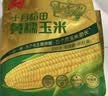 十月稻田 黄糯玉米 8根 3.52斤 真空包装 东北甜粘玉米棒 低脂早餐 实拍图