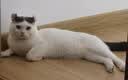 亿迪猫粮幼猫1-4月12月全价奶糕蓝猫英短小猫专用哺乳离乳期3斤 实拍图