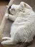皇家猫粮 成猫猫粮 户外成猫 O30 通用粮 12月以上 4KG 实拍图
