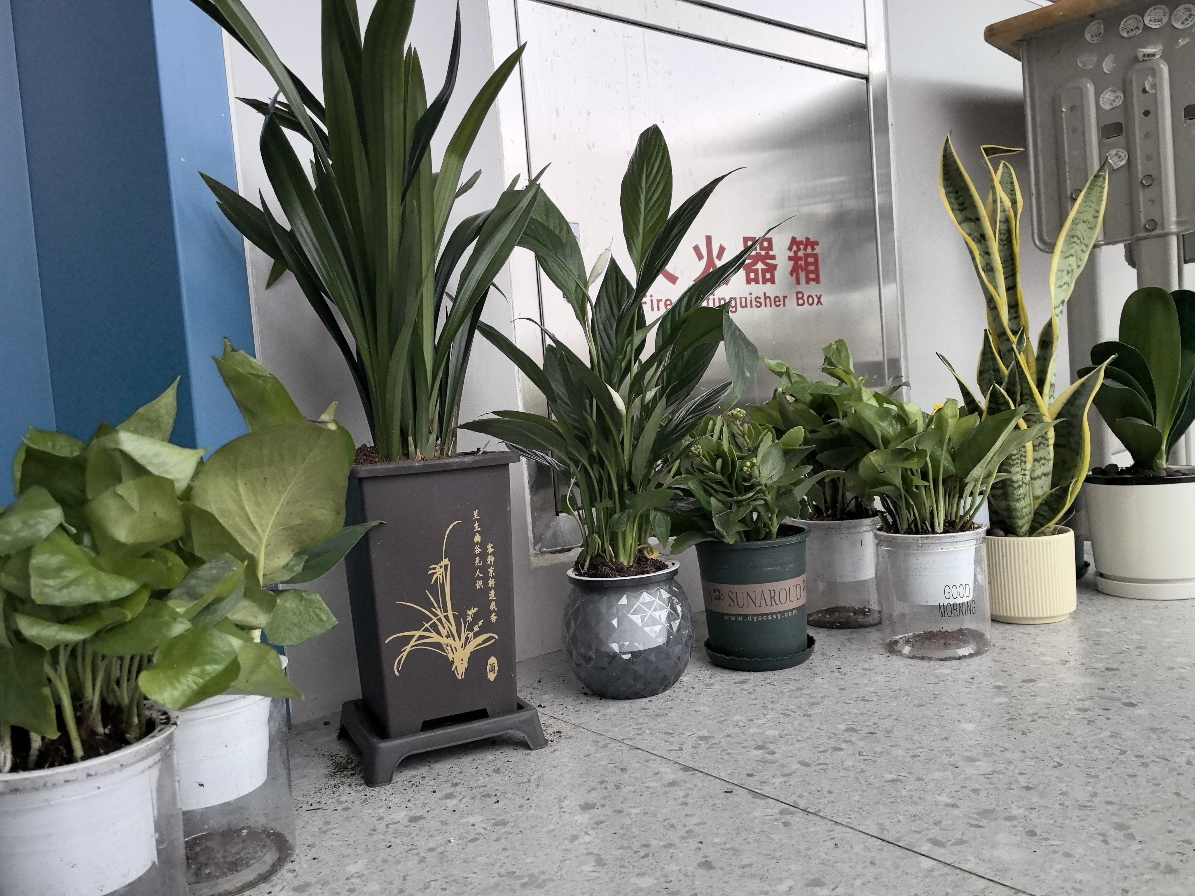 沭之美长寿花绿植花卉室内阳台盆栽带花苞植物桌面客厅办公室花源头直发 实拍图