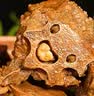 老诚一锅羊蝎子火锅原汤火锅炖肉方便炖菜浓香原味4斤礼盒装节日礼盒 实拍图
