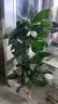 年宵花【热销款】白掌一帆风顺盆栽水培植物绿植过年装饰摆件年货 【店主推荐】特级白掌6-8株带花+早安盆+营养液 实拍图