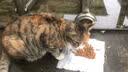 伟嘉猫粮成猫夹心粮 全价粮吞拿鱼1.3kg布偶蓝猫橘猫加菲英短猫咪 实拍图