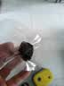 楼兰蜜语黄精抱枣150克 黄精蒸枣九蒸九晒古法九制红枣灰枣蜜饯果干零食 实拍图