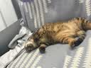 好主人（CARE）金装无谷猫粮通用高肉高蛋白【升级金装80%含肉量】成猫粮2.5kg 实拍图