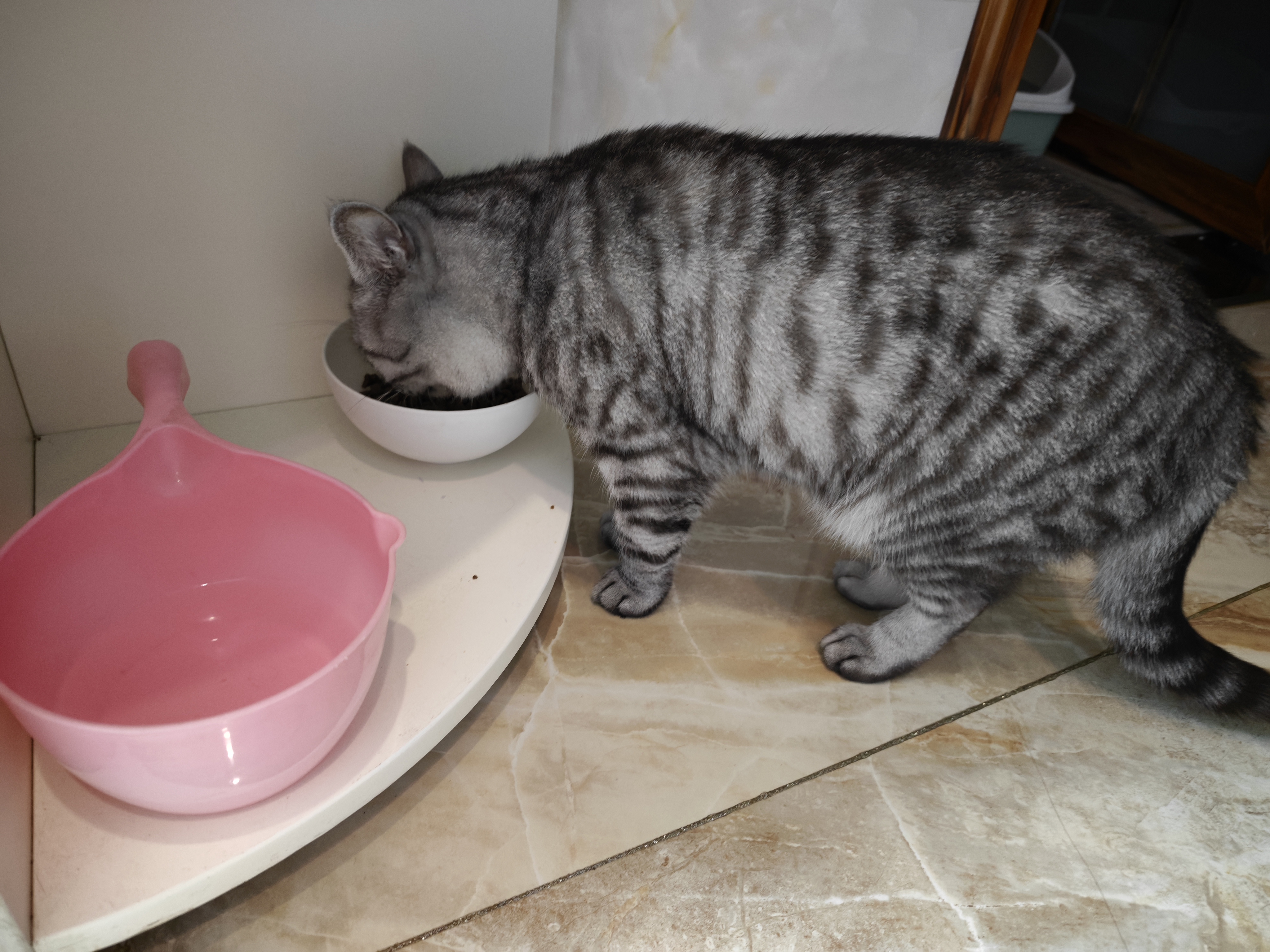 好主人金装好主人猫粮2.0 成猫幼猫蓝猫英短通用全价无谷冻干 【成猫专用】金装成猫粮10斤 实拍图