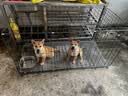 宠乐乖狗笼子猫笼中大型犬加粗加密带厕所狗窝家用可折叠宠物兔笼次日达 角钢加粗加密 130*60*70cm 适用55斤以内 免安装可折叠|升级加粗|笼厕一体抽拉易洁 实拍图