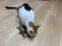 好主人（CARE）金装好主人猫粮无谷猫粮全价成猫通用80%含肉量10kg【宠物金选】 实拍图