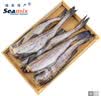 禧美海产阿拉斯加狭鳕鱼净重4斤 去头去脏整条 6-10条装 海鲜水产 实拍图