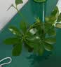 花翁八方来财鸭脚木水培植物花卉盆栽办公室绿植七叶莲室内净化空气 实拍图