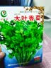 【限时优惠】随种随吃调料菜种子组合春季四季种耐热阳台盆栽蔬菜 大叶香菜种子1包约1000粒 一包约1000粒 实拍图