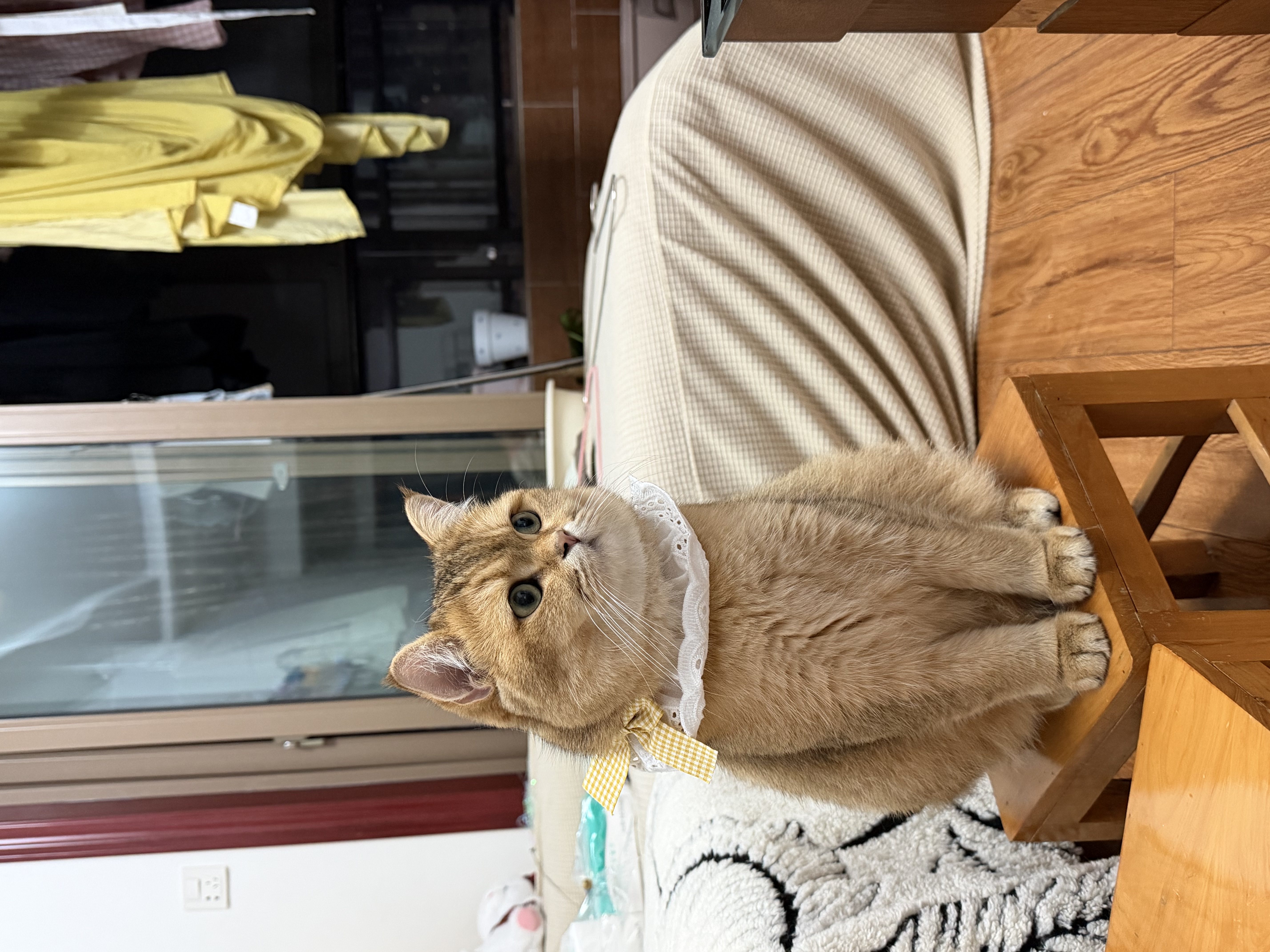 大宠爱 猫驱虫药 体内外同驱耳螨虱子跳蚤虫 2.6-7.5kg成猫 3支装 实拍图