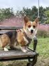 Orijen【宠物金选】渴望狗粮 成犬幼犬鸡原味鸡肉进口犬粮6kg效期27/5 实拍图