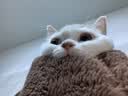 网易严选全价猫粮4.0 成幼猫通用无谷全阶段滋补猫粮 乳鸽乌鸡味1.5kg*6袋 实拍图