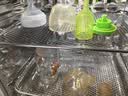 布朗博士0-3月新生儿防胀气防呛玻璃奶瓶 宽口径150ml马年奶瓶爆款 实拍图