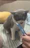 鲜朗主食猫条磷虾三文鱼油营养全价成猫幼猫湿粮无添加非零食补水湿粮 混合口味【12g/支】 12支【尝鲜装】 实拍图