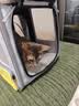 小佩宠物背包灰色 透明透气外出用大号便携小型犬双肩猫包 实拍图