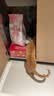 皇家猫粮 幼猫猫粮 幼猫奶糕 K36 通用粮 4-12月 2KG 实拍图