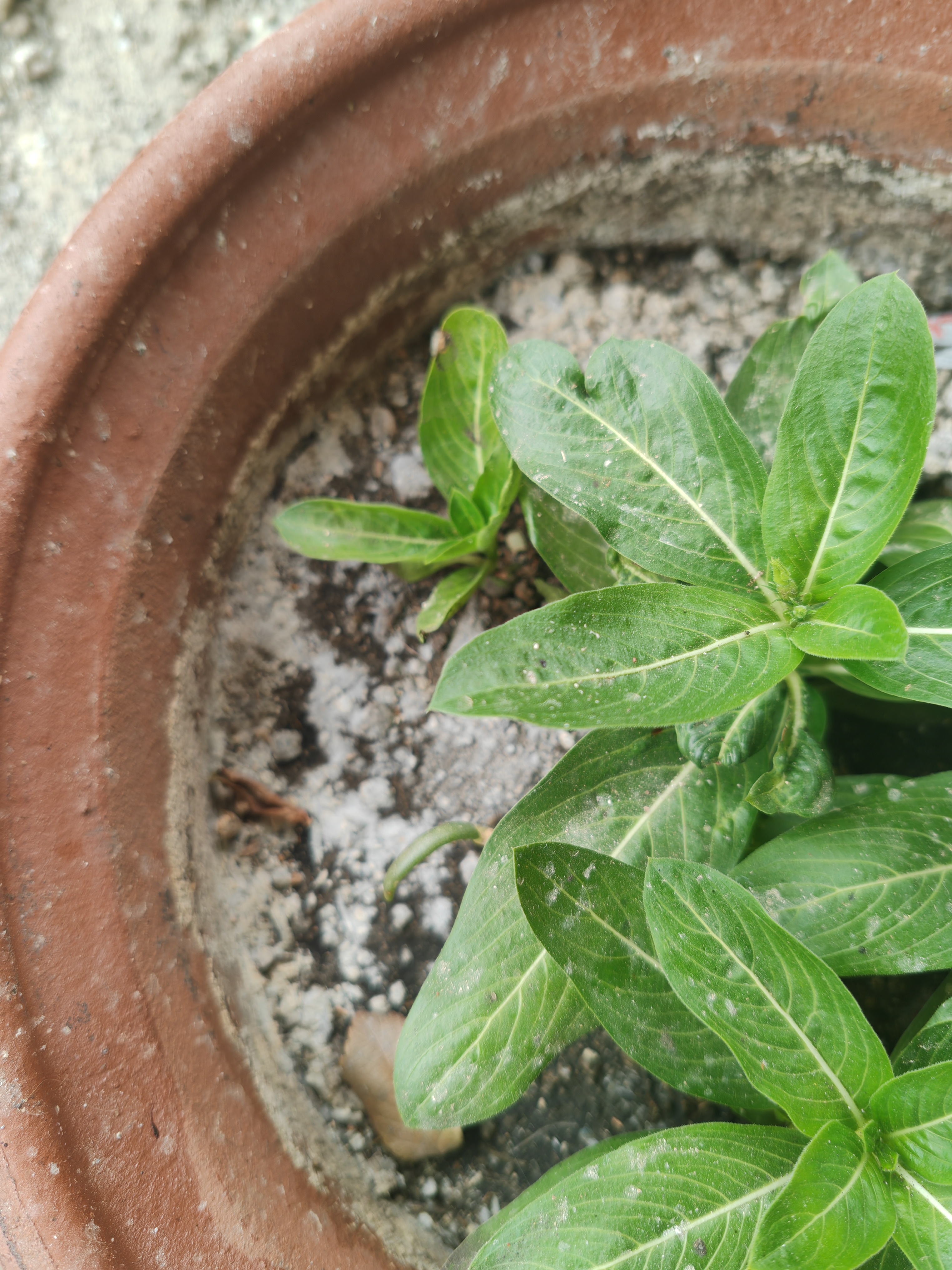 思威博营养土种菜土花土通用型有机种花养花土壤种植土泥土绿植盆栽泥炭 50斤有机通用营养土 实拍图