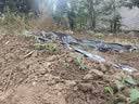 史丹利育苗型营养土12L 扦插养花通用专用土壤种植土有机优质土基质 实拍图