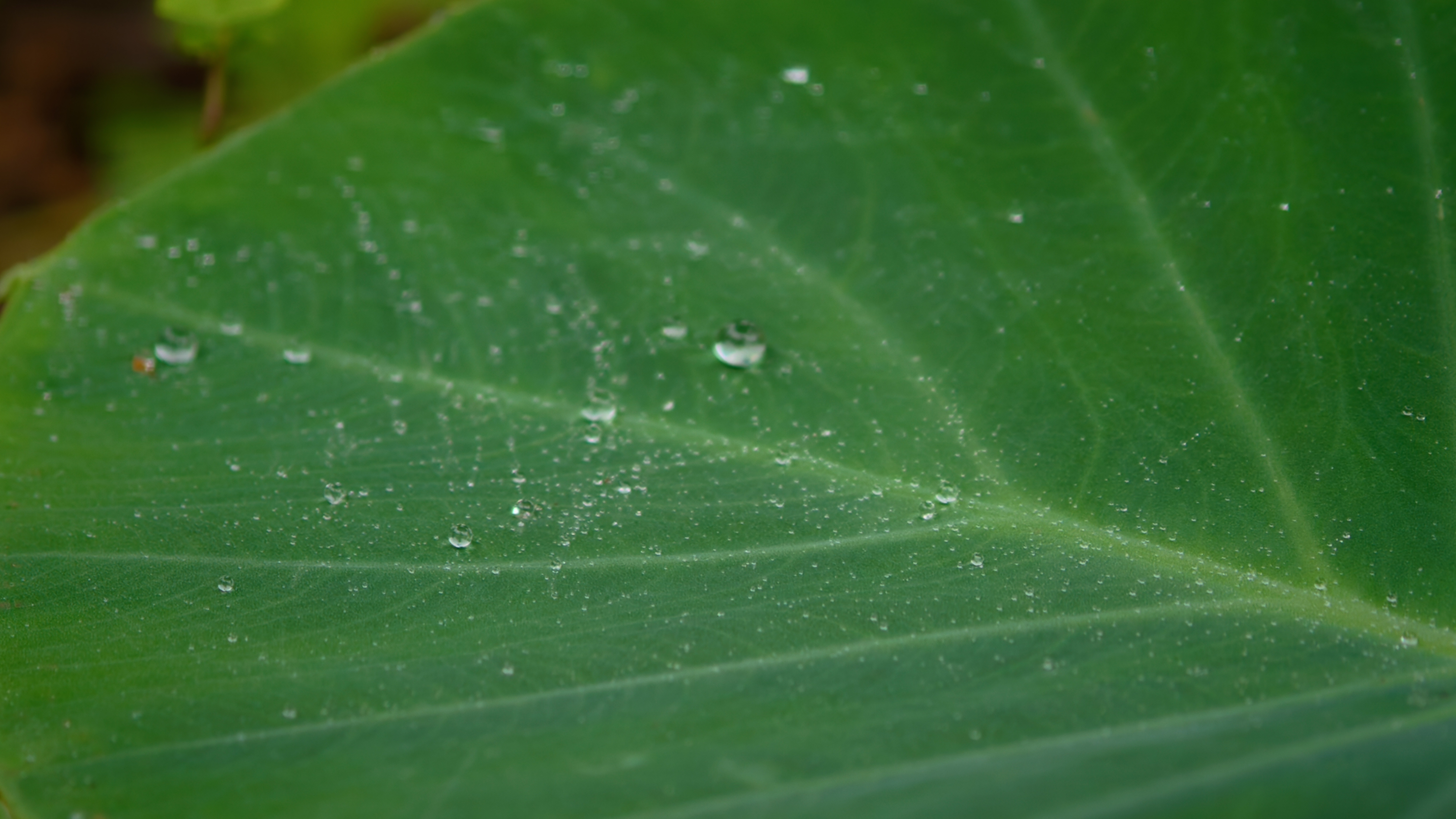SOFT99年间镀膜防水蜡日本进口 汽车蜡打蜡抛光养护蜡保护车漆增亮 200g 实拍图