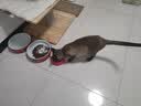 多特思猫零食小轻松猫草猫条50支0肉粉0诱食剂排毛化毛成幼猫条软罐头 实拍图