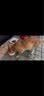 拜达尔【速喏】同款阿莫西林克拉维酸钾片宠物猫咪狗消炎药感冒咳嗽鼻支 实拍图